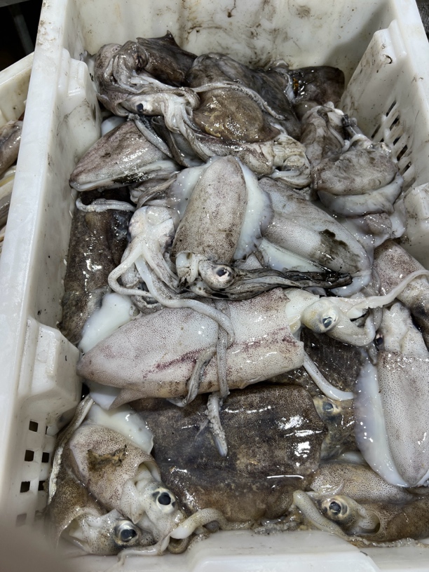 连云港冷冻发货大墨鱼10斤一斤21条到25条