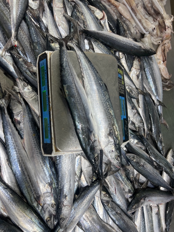 连云港冷冻发货马胶鱼10斤8条内