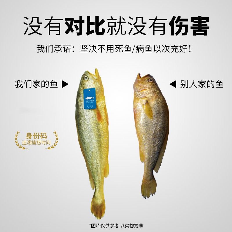 连云港冷冻发货半野生大黄鱼4条8.8斤
