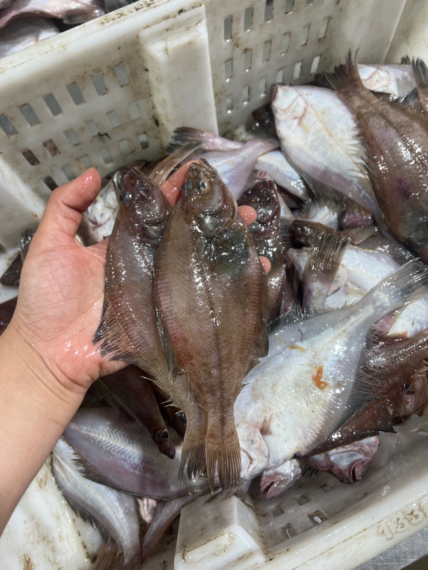 连云港冷冻发货小偏口鱼8斤