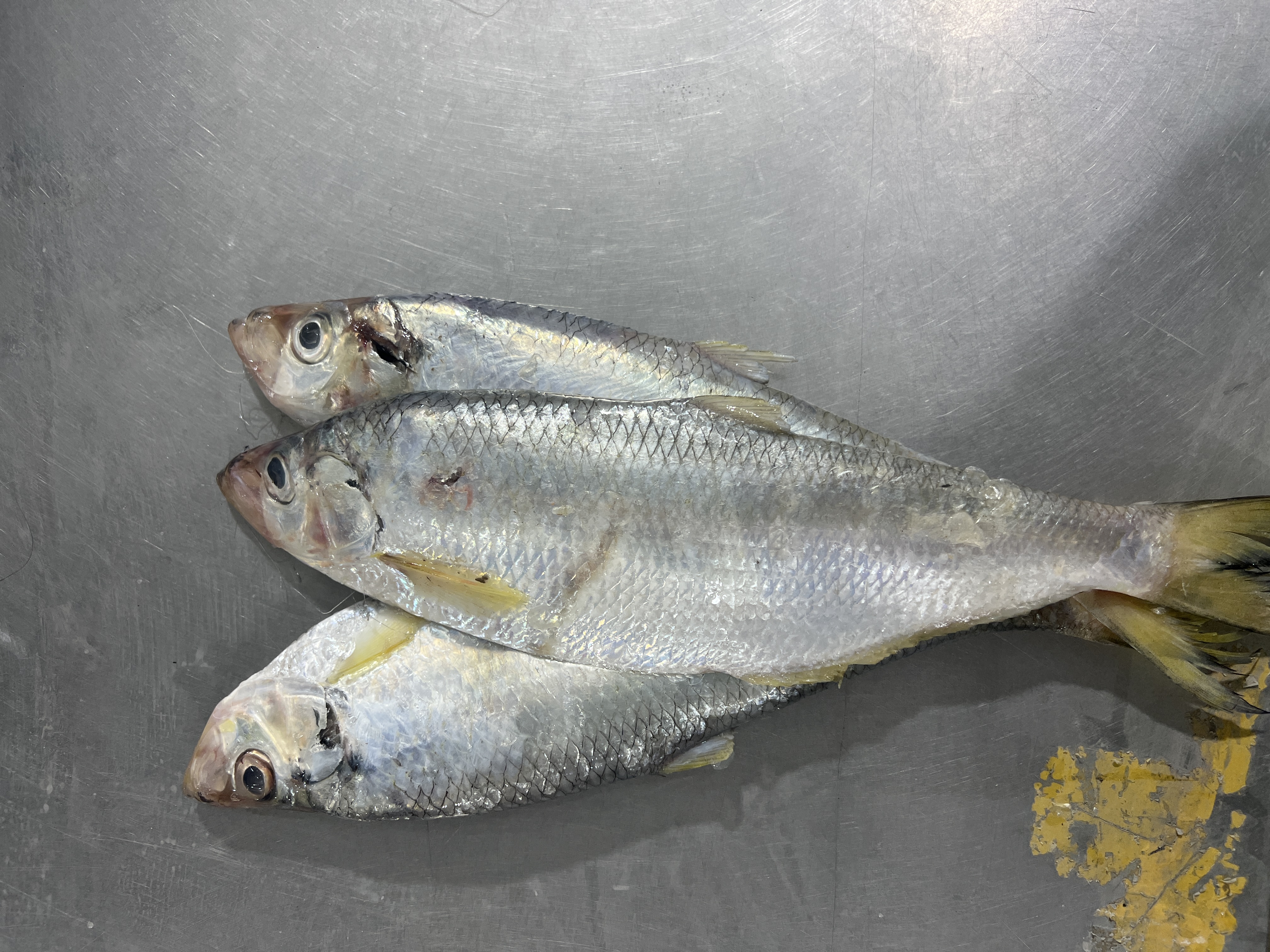 连云港发货白鳞鱼10斤6条内