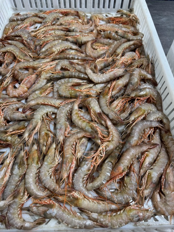 连云港冷冻发货野生海洋对虾到手4斤一斤20头左右