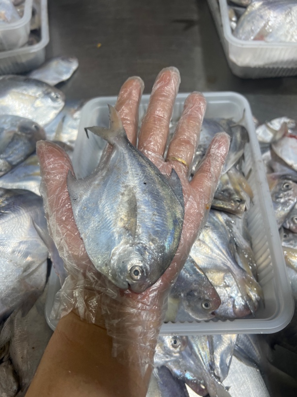 连云港发货新鲜小鲳鱼发10斤嫌弃小不拍