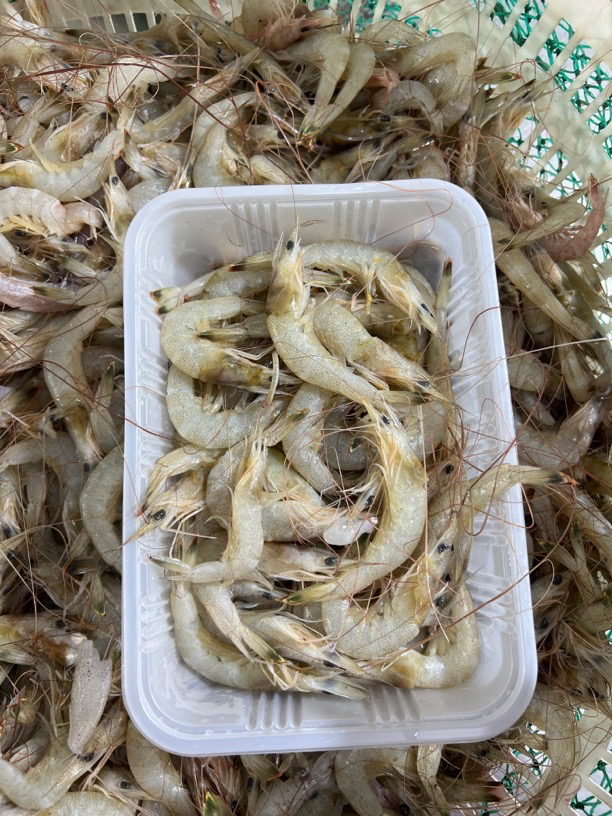 连云港冷冻发货羊毛虾10斤