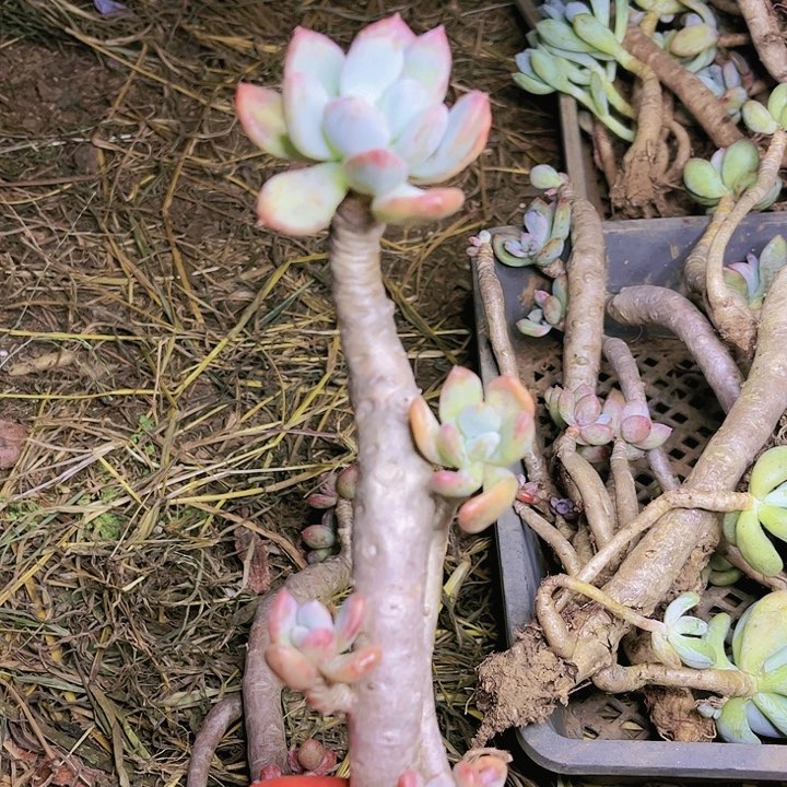 灰姑娘单支造型老桩