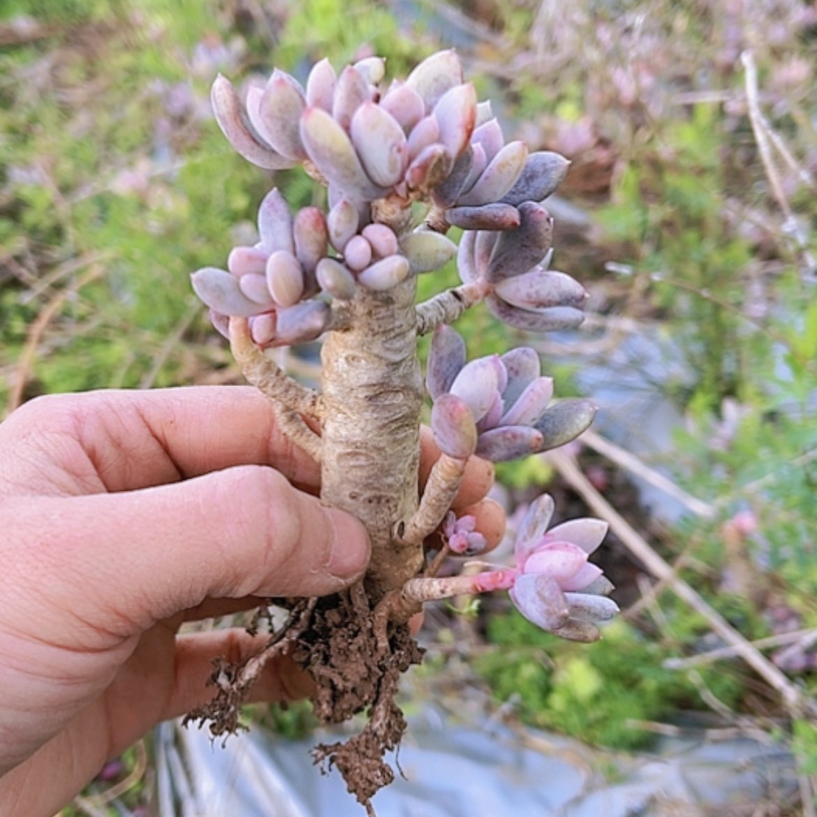 【闪购商品】灰姑娘老桩