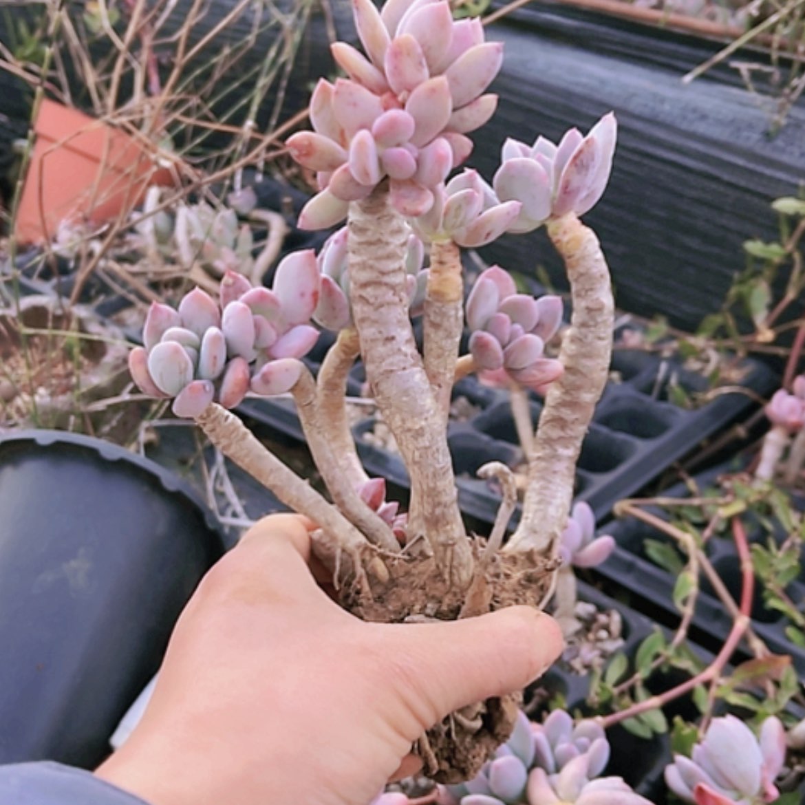 【闪购商品】特价老桩