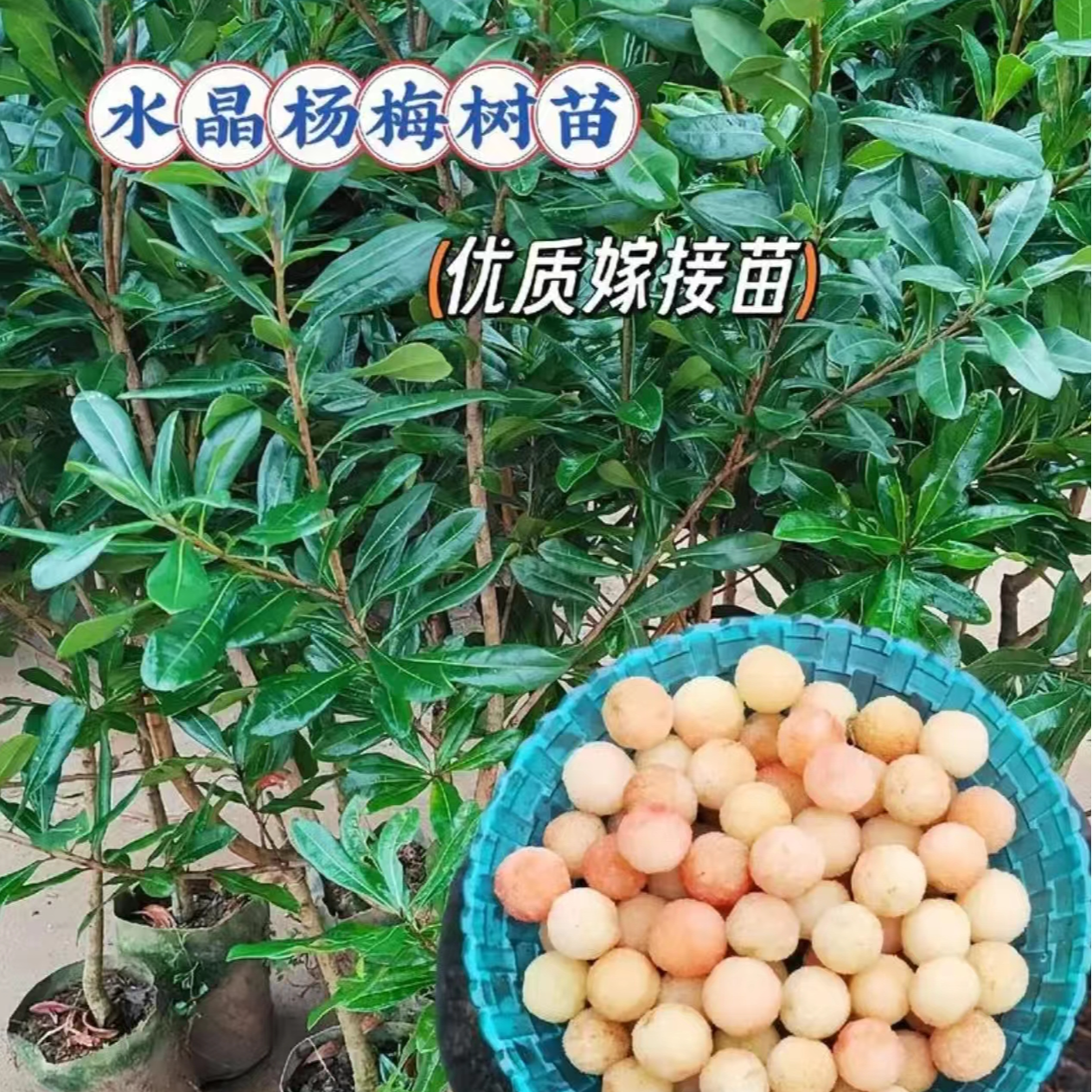 两年杨梅带盆带土对版苗容器苗易养护种植成活原盆原土