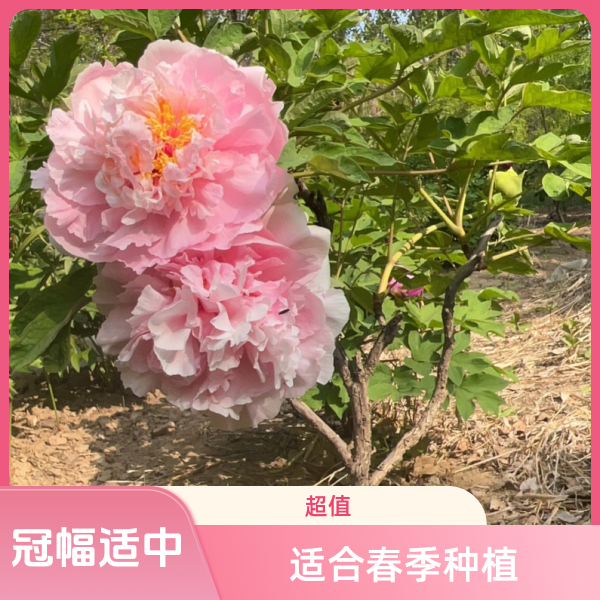 菏泽迎盛牡丹赵粉牡丹丛生独杆老桩正宗牡丹花苗
