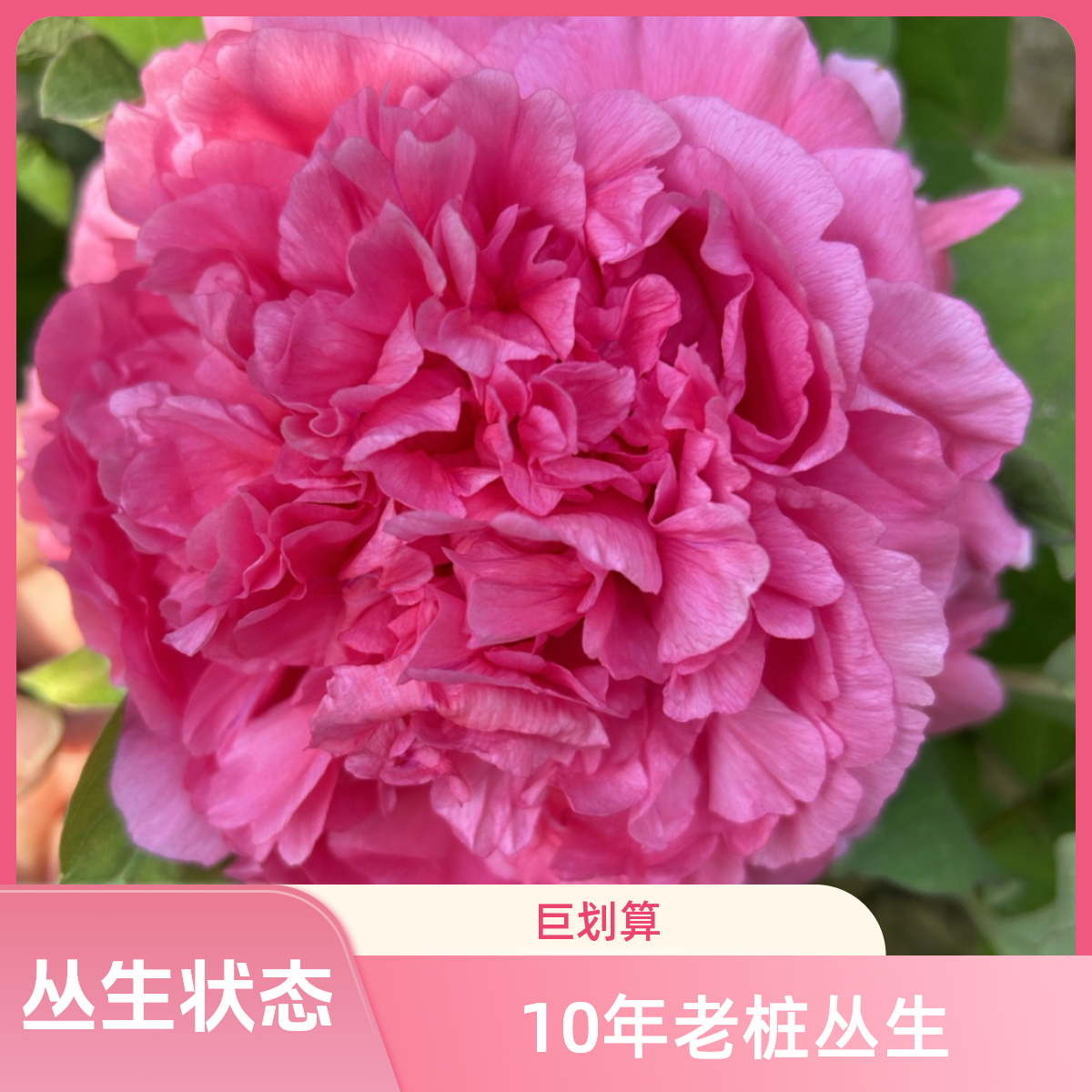 菏泽大胡红牡丹花卉名品观赏植物庭院种植正宗牡丹花苗