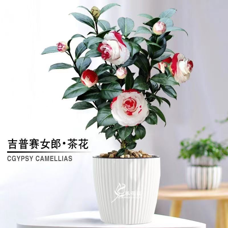 稀有吉普赛女郎大红花室内大号金边绿植盆栽龙须树大摆件落地绿植