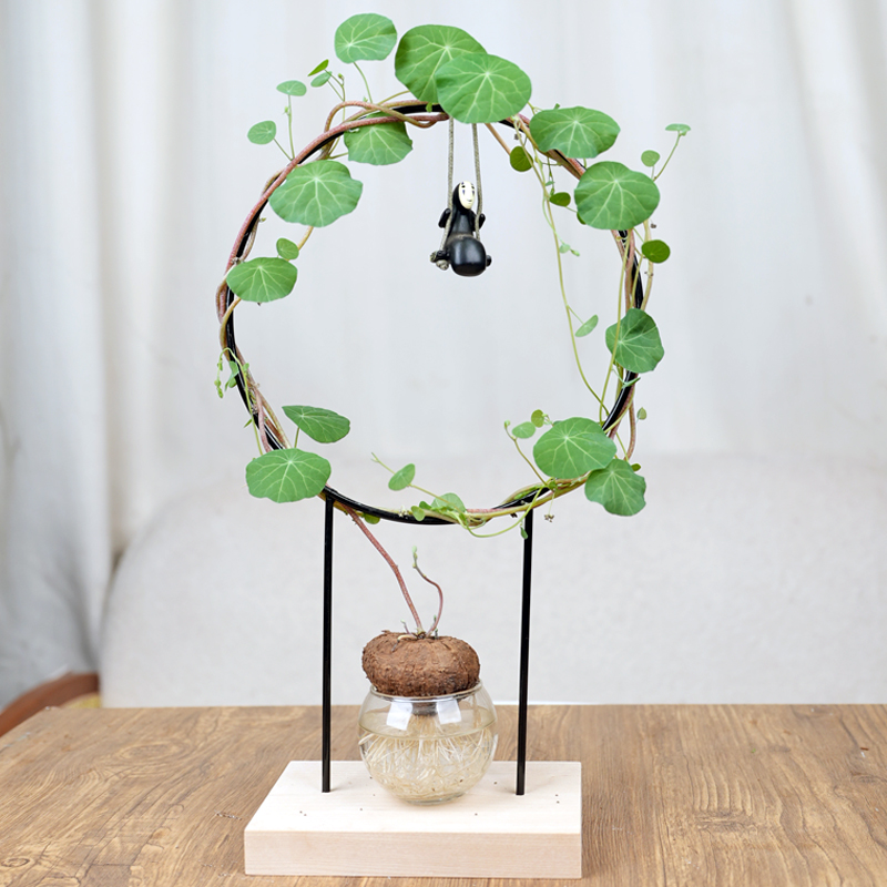 堇年造景水培山乌龟爬藤套装圆叶桌面绿植办公室植物盆栽趣味手工