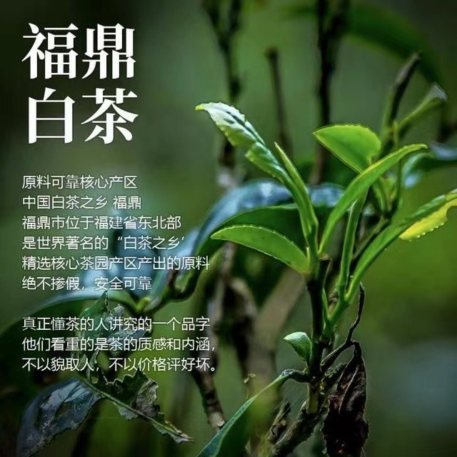 【生日福利】爱玛壶搭配2025茉莉花白茶一袋