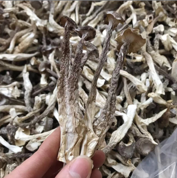 脆脆菇鹿茸菇好吃又香 