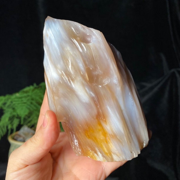 缅甸天然树化玉手把件冰种饱满鸡油黄黄白料