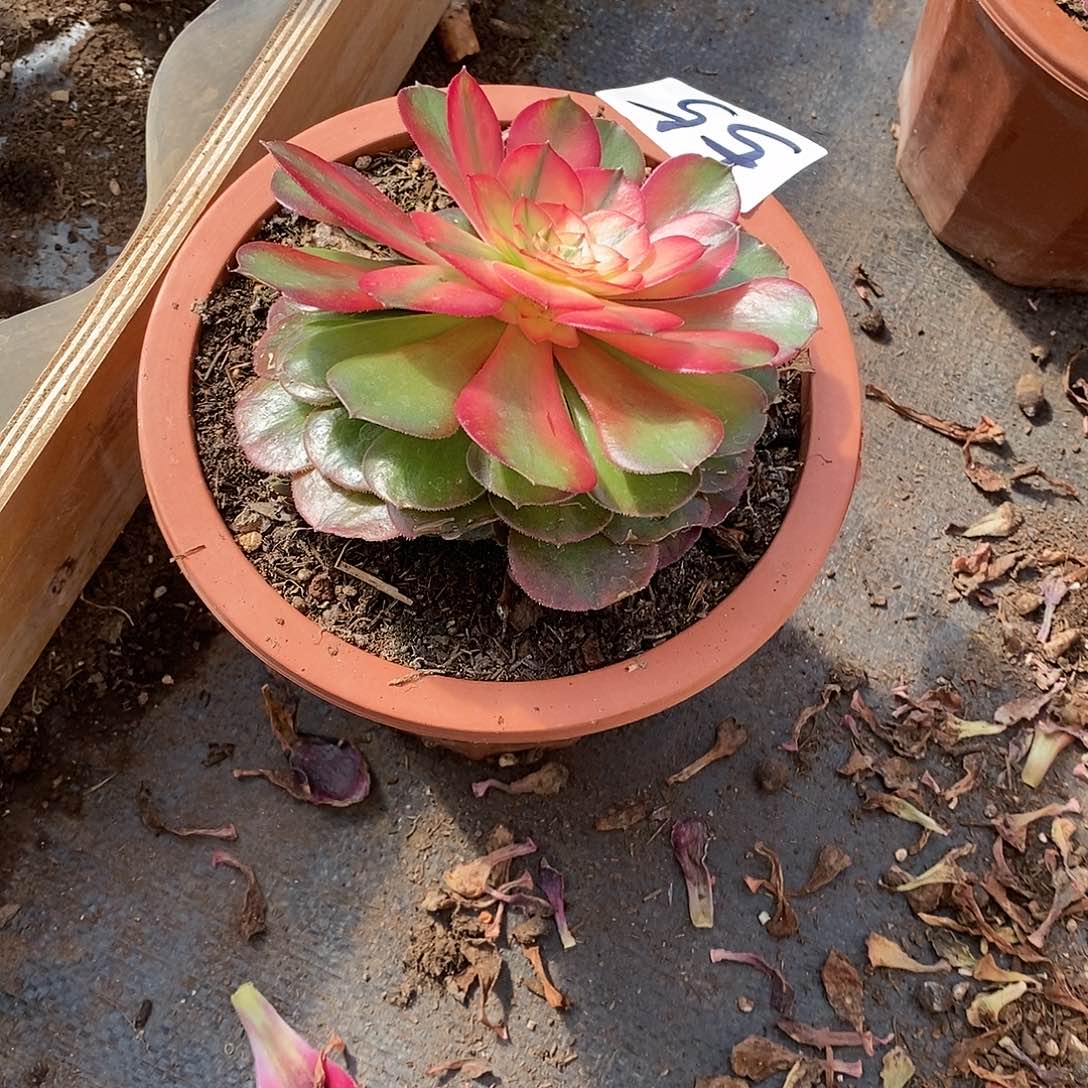 荔枝法师55满20包邮