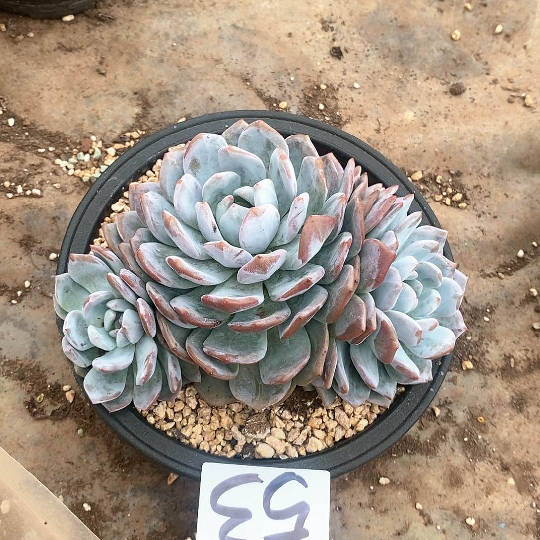 三头橙梦露多肉53