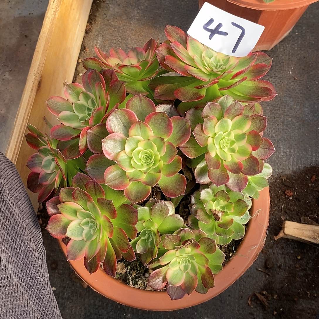 海王丛林法师杆子有瑕疵47