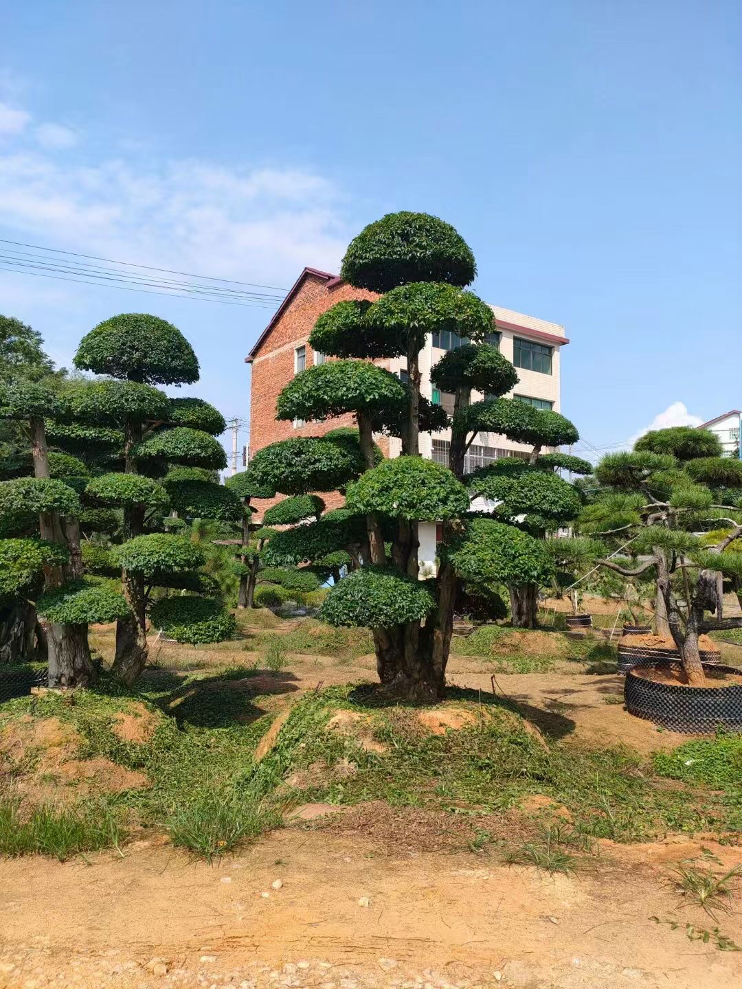 四季常青树 罗汉松造型美观一物一拍