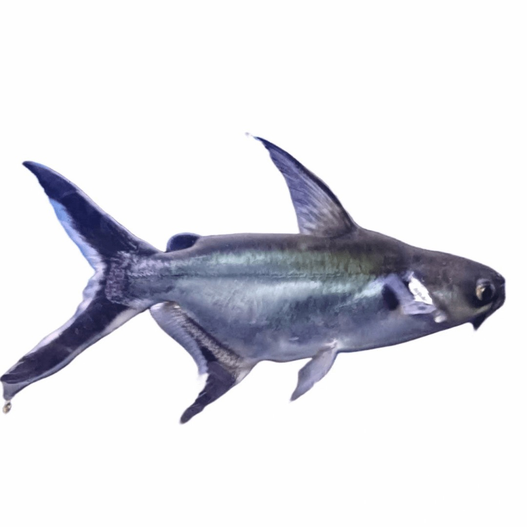 汗鲨鱼淡水鲨活体好养短身鲨观赏虎鲨大型热带鱼龙鱼配鱼