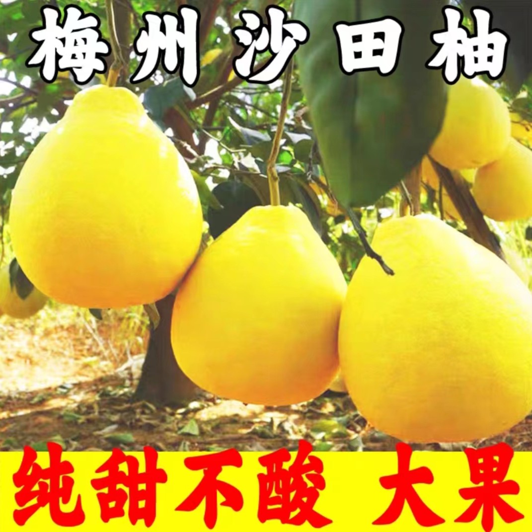 正宗梅州沙田柚金柚纯甜无酸皮薄肉厚原产地直发