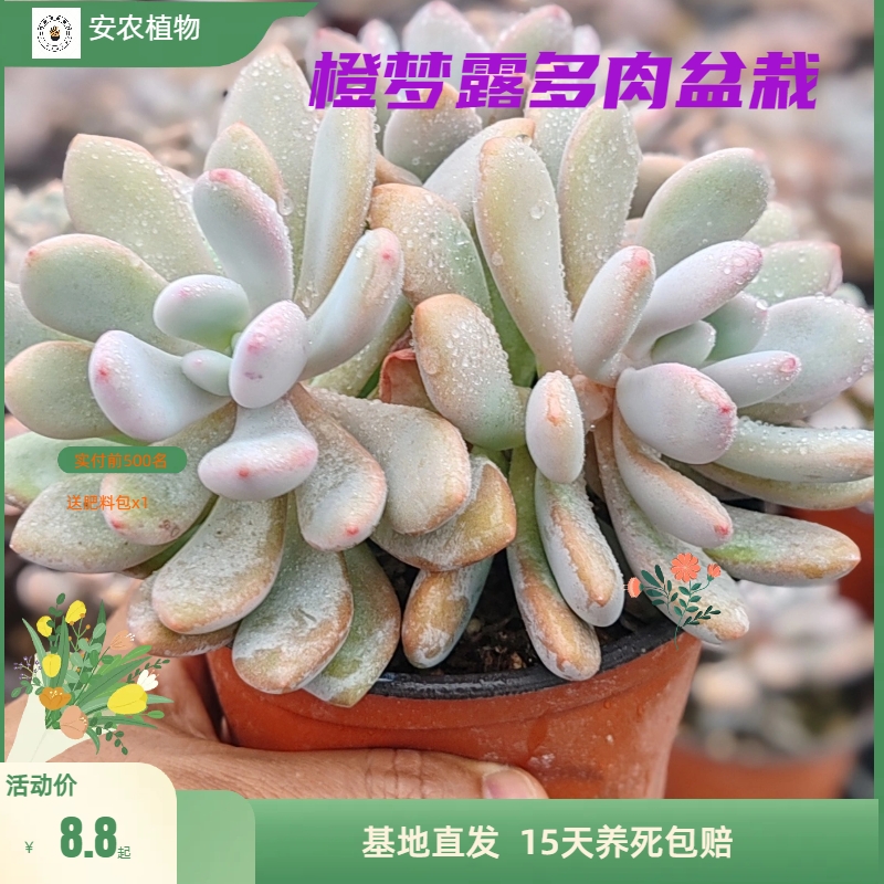 橙梦露多肉大橙子单头双头老桩多肉新手好养活家庭阳台办公室绿植