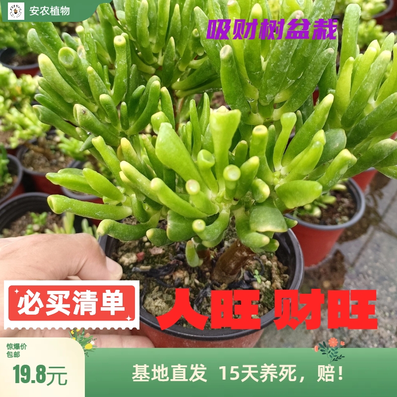吸财树老桩多肉植物组合盆栽超大颗含盆黄金肉肉招财猫植物玉树庄