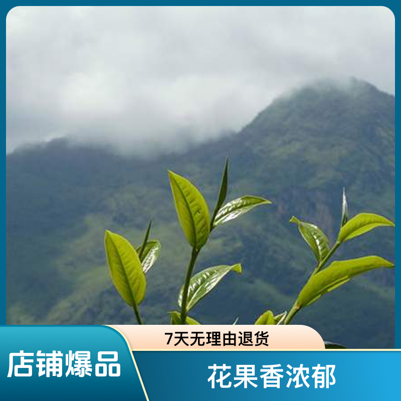 2022年忙肺古树春尾散茶    500克装
