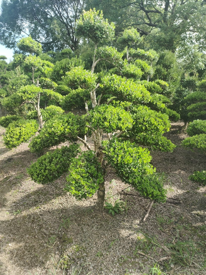 精品地景盆景瓜子黄杨造型树四季常青小叶瓜子黄杨树庭院别墅专用