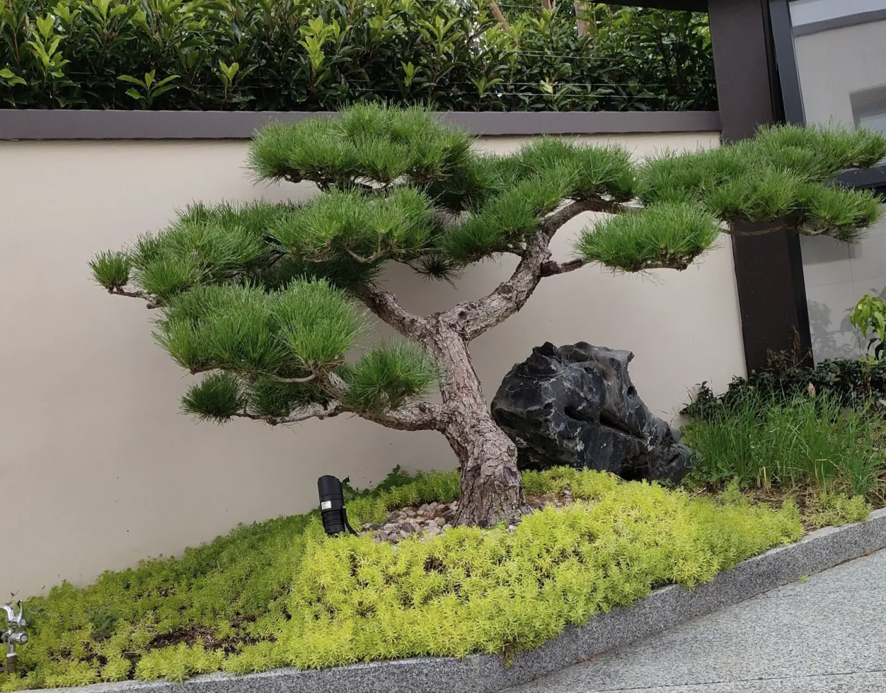 黑松油松赤松各种庭院景观松大地景，价格只是定金图片仅供参考