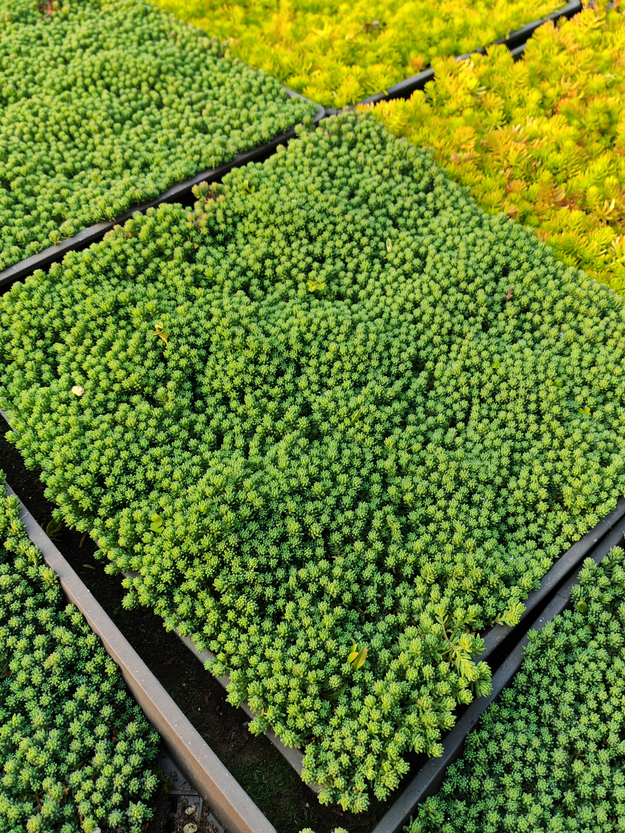 中华景天薄雪万年青花园地被绿化喜阳种植生长多年耐热耐寒批发