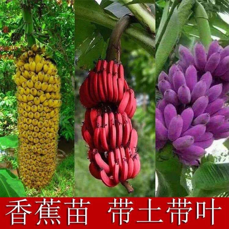 新品种香蕉苗 紫色香蕉苗 红香蕉苗 皇帝蕉粉蕉芭蕉树苗当年结果