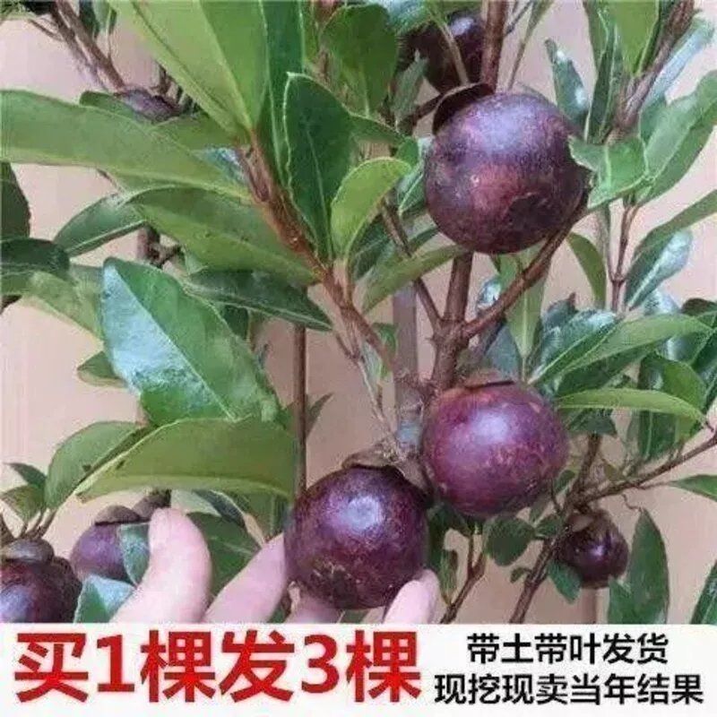 泰国无籽山竹果树苗四季盆栽地栽山竹树苗南方北方种植当年结果