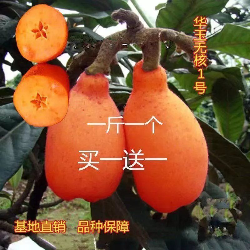 华玉1号枇杷买一送一无核砂糖枇杷树苗全国种植盆栽地栽耐寒品种
