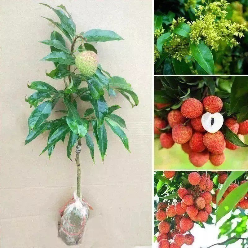 荔枝树苗嫁接无核荔枝苗特大新品种南方北方种植盆栽当年结果树苗