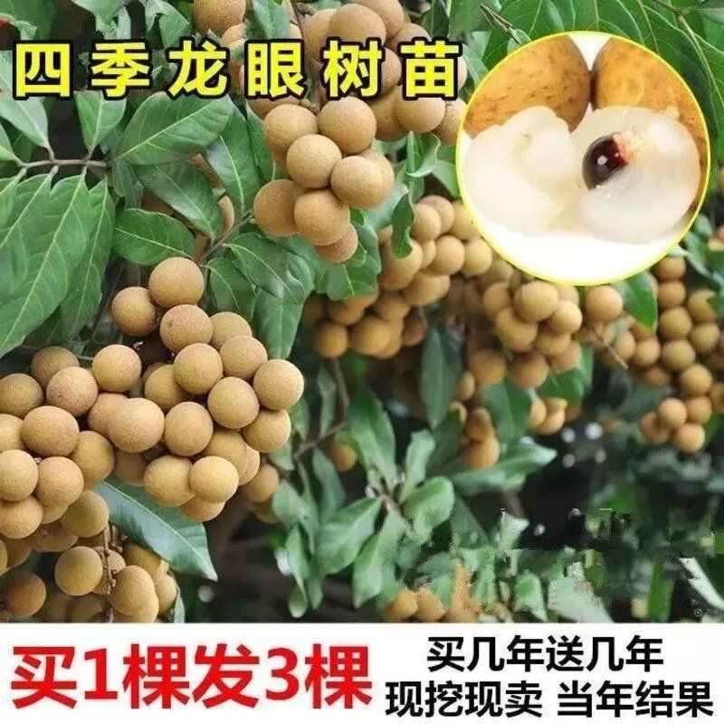 四季无核龙眼苗嫁接桂圆果树苗南北方种植盆栽储良石硖龙眼树苗