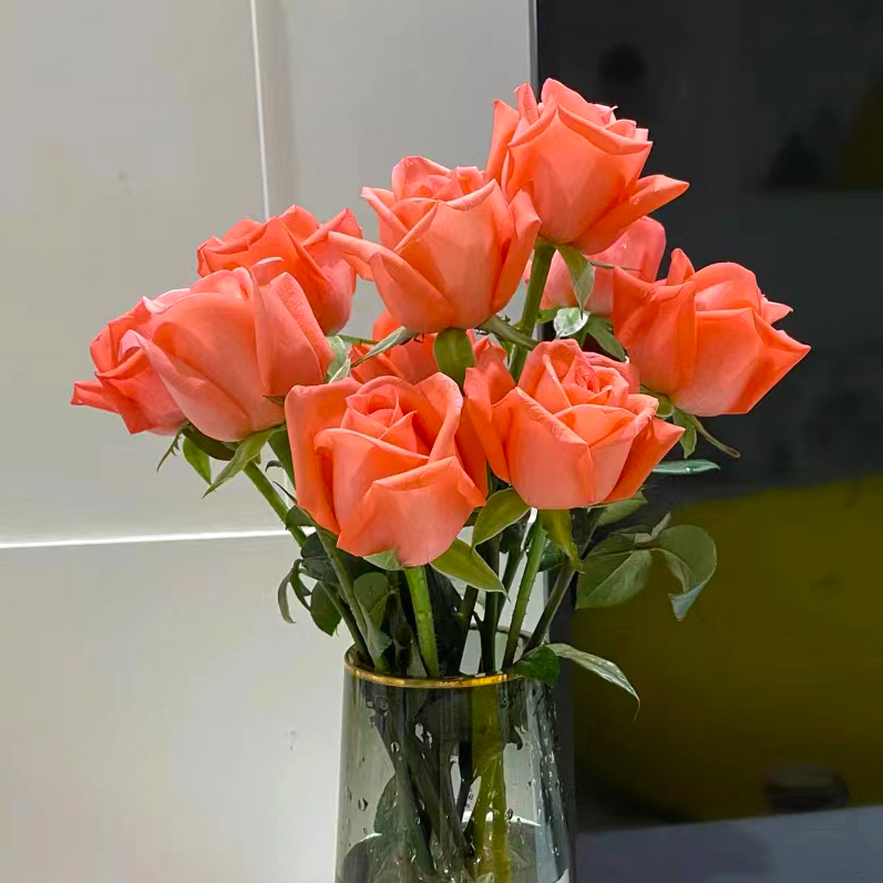 玫瑰鲜花水培鲜切花云南基地直发云南鲜花包邮