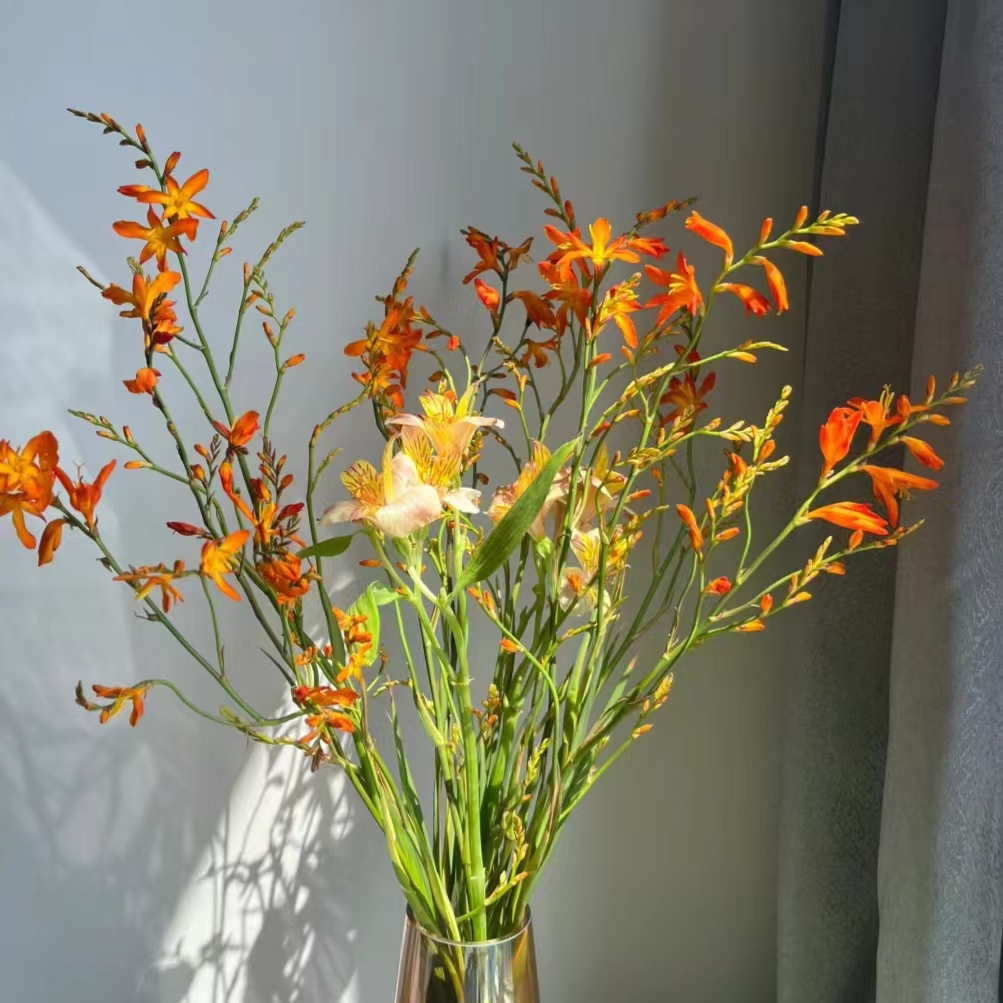 火焰兰鲜花珊瑚兰洋兰家用水养婚庆插花卉辅材小清新花当季花材