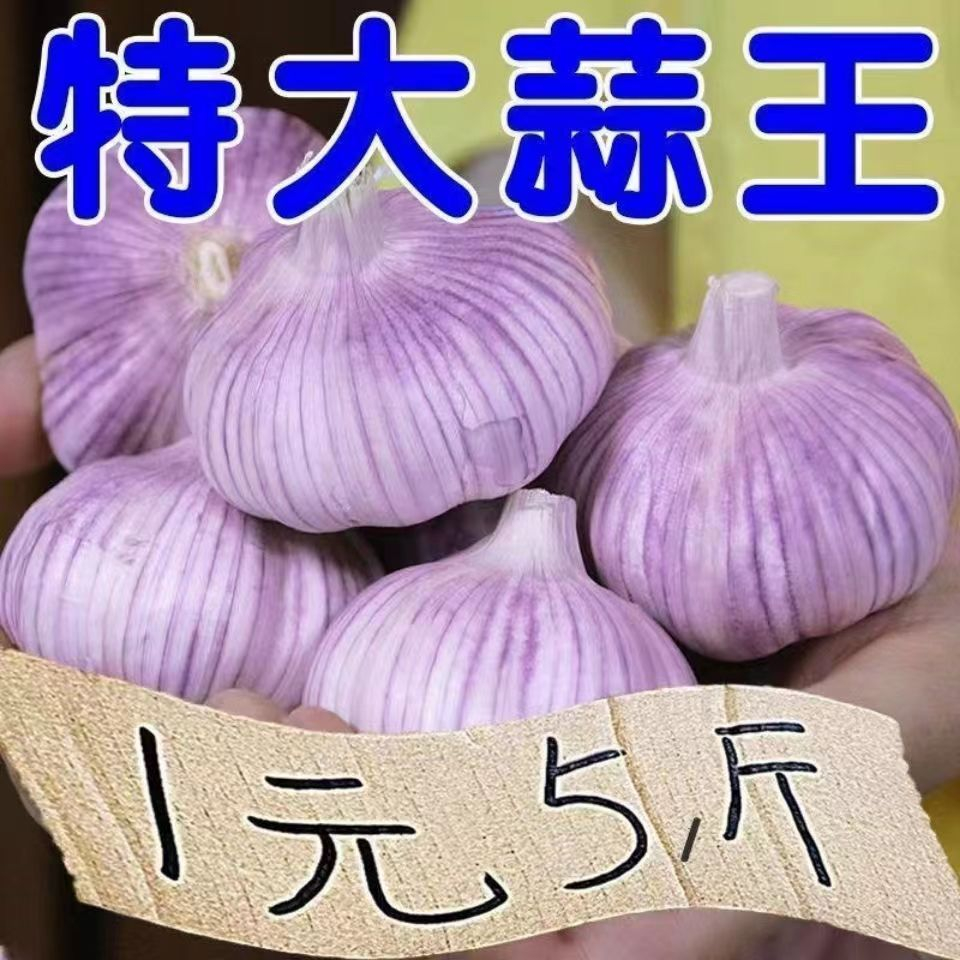 山东大蒜紫白皮干蒜5斤新鲜农家100克多瓣大蒜头紫白皮蒜批发包邮