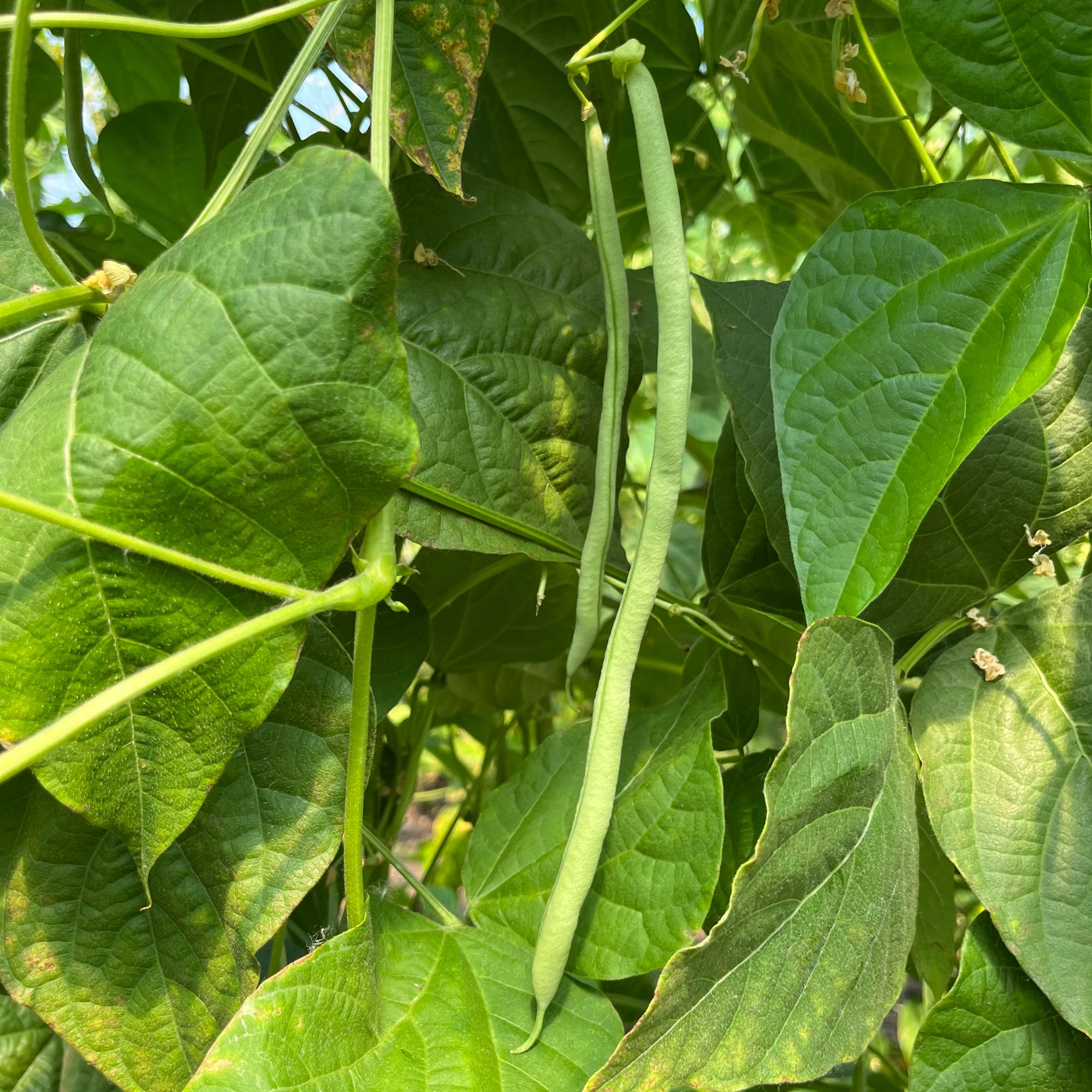架豆角东北新鲜采摘四季豆无丝刀豆角农家豆角东北豆角