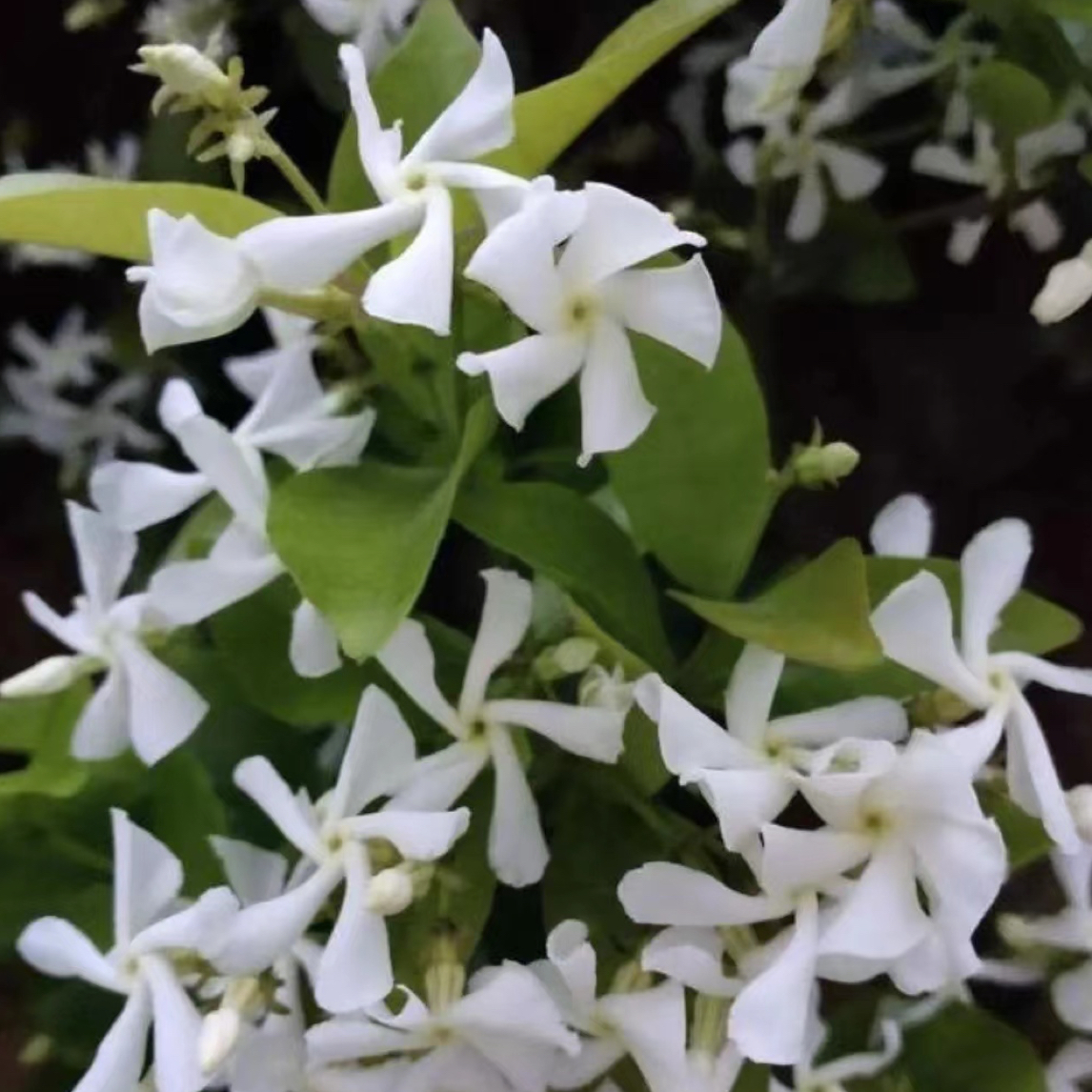 顺丰发货一物一拍白色风车茉莉 浓香型丰花