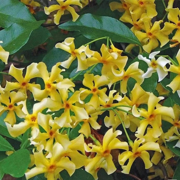顺丰发货一物一拍黄色风车茉莉浓香型丰花好养活拱门露台