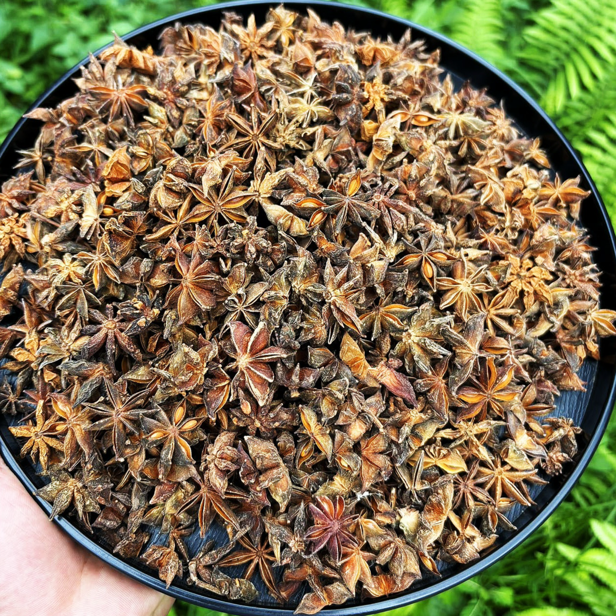 【娜娜推荐】 现收土特产--仈-角- 100克食用农产品