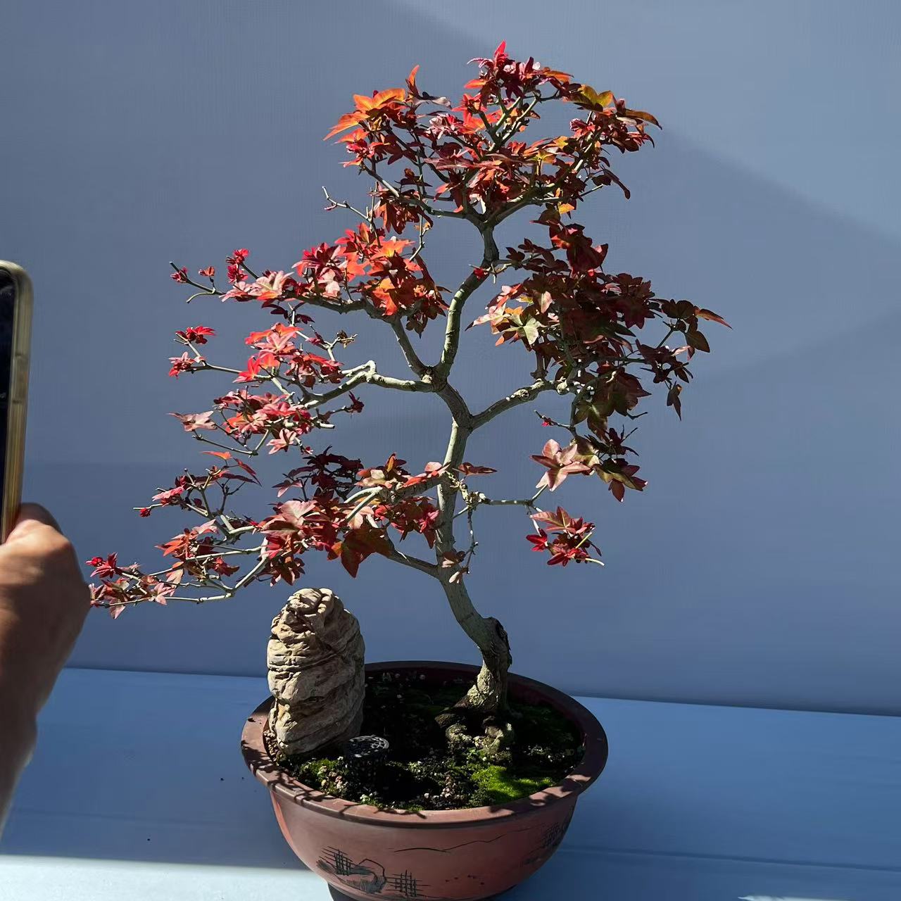 海岛春花栀子花石枫直播间一物一拍