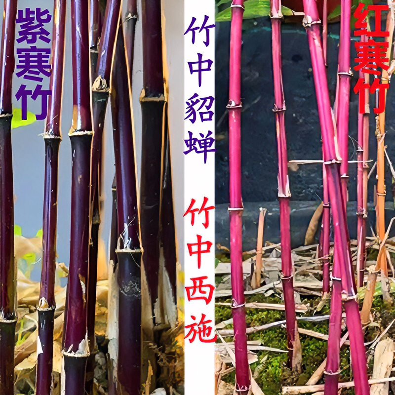 红寒竹 紫寒竹 办公室绿植观赏竹小盆栽桌面四季常绿 红竹 养护