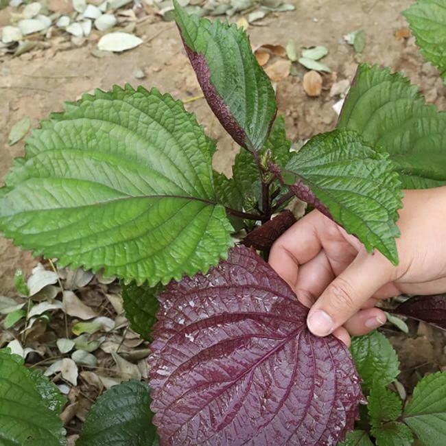 【双色苏子种子】双色紫苏种子紫苏叶种子盆栽可食用种植四季种子