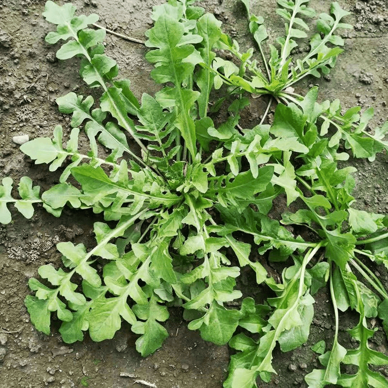 荠菜种子农家四季大叶菜种籽食用盆栽荠荠菜种籽