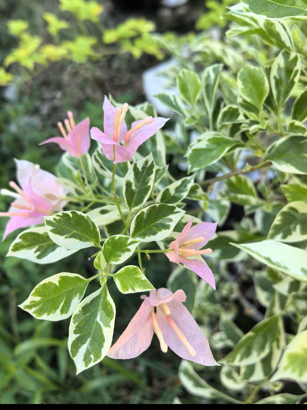 新优品【粉布丁】嫁接盆苗三角梅（英文翻译：Pink Pudding）