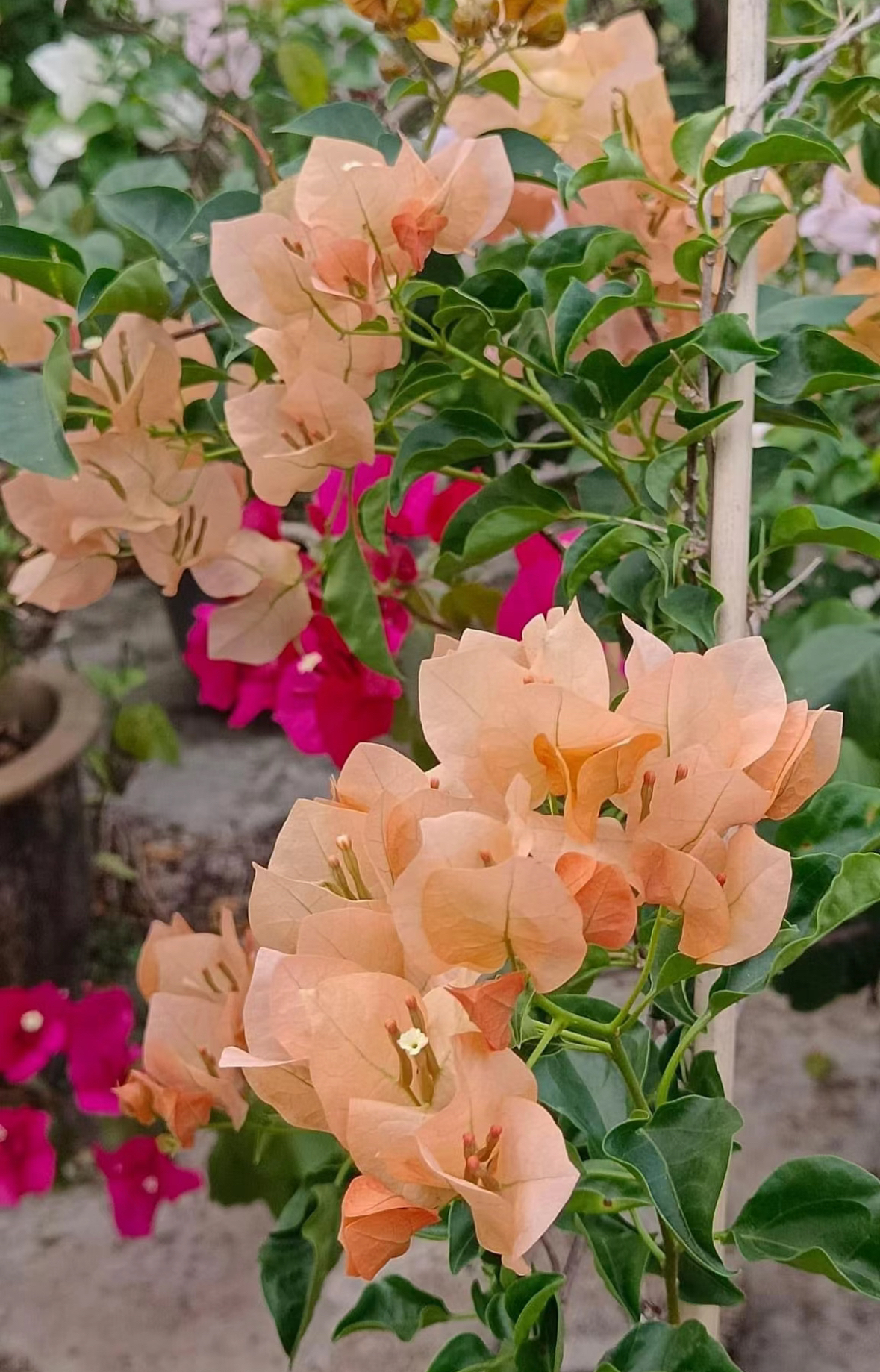 超新品【蒙茶】嫁接拉高飘盆苗三角梅（勤花/爆花）