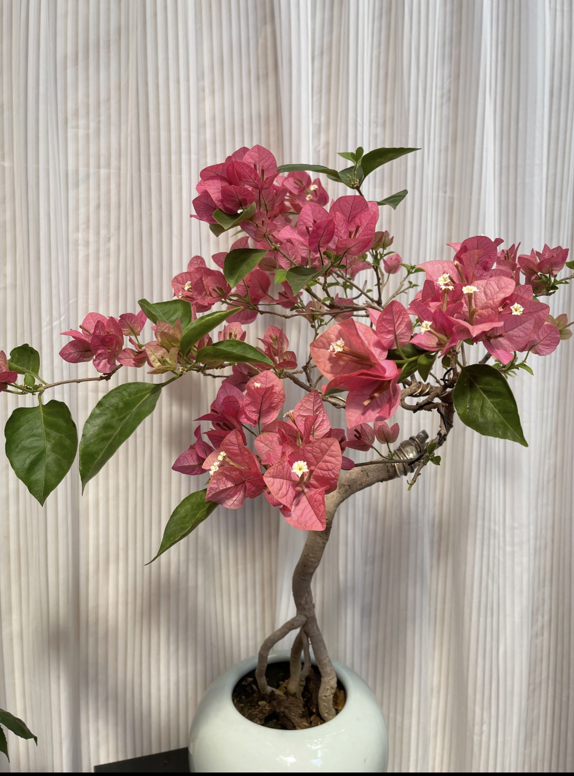 耐寒【四年老桩天鹅绒咖啡】原生扦插盆苗土球发